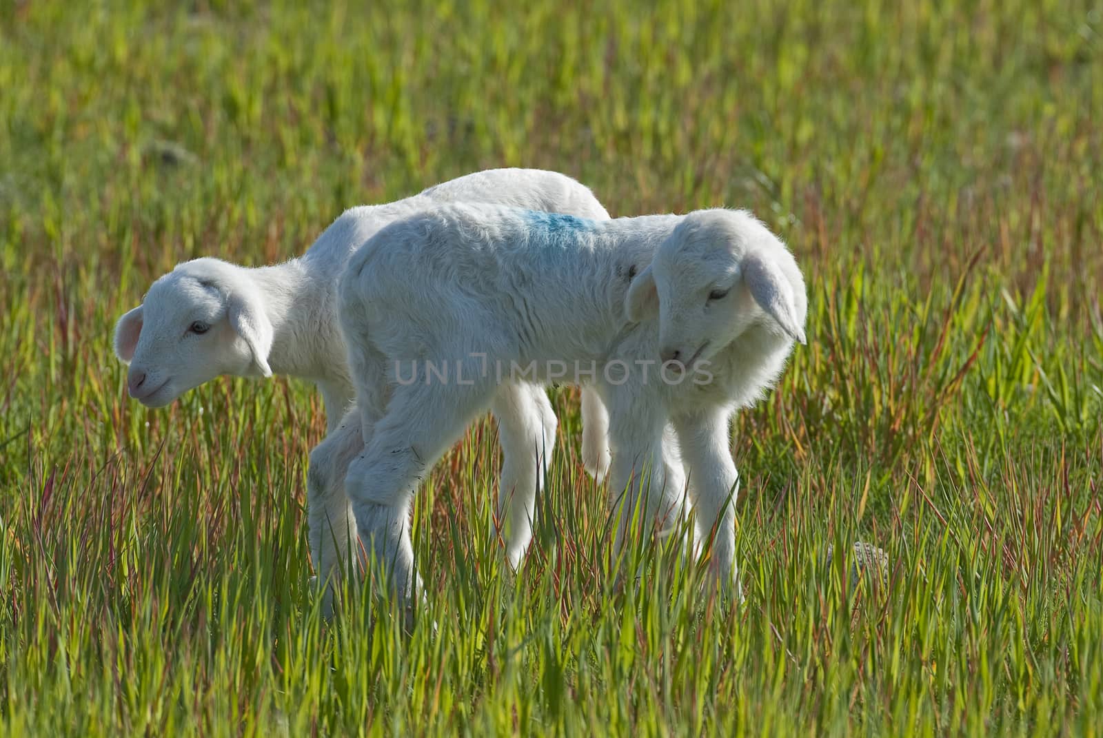 Sheep, eating in the green meadow, little lambs  by jalonsohu@gmail.com