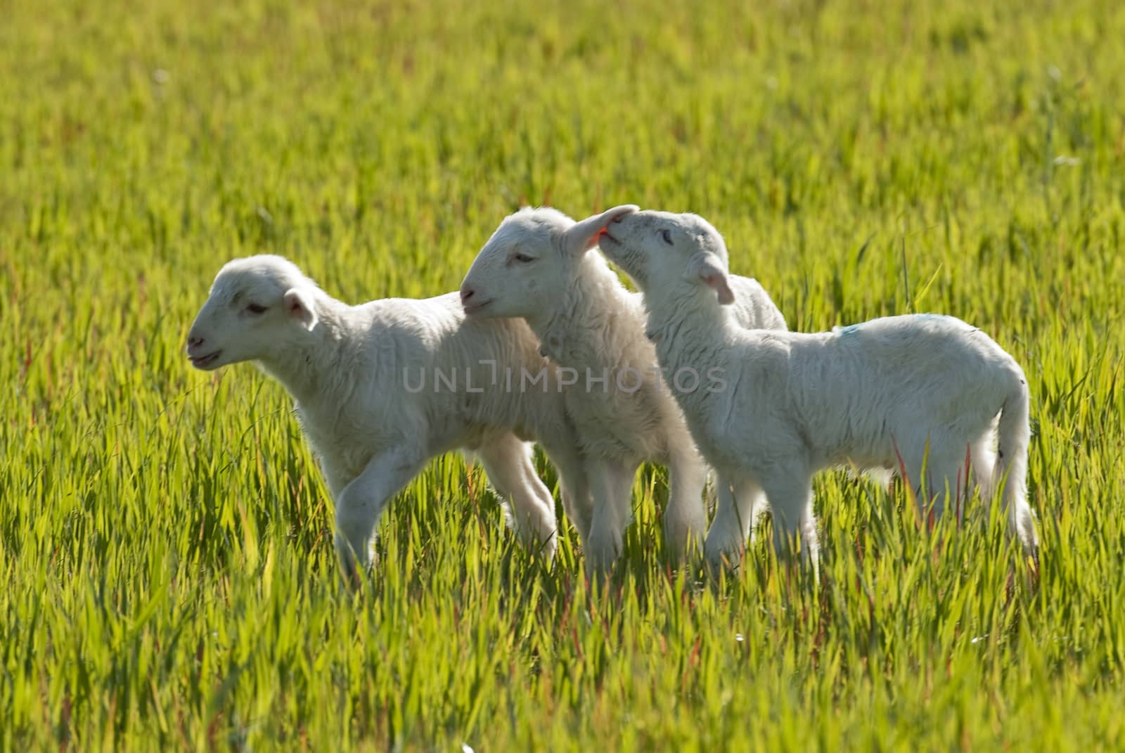 Sheep, eating in the green meadow, little lambs