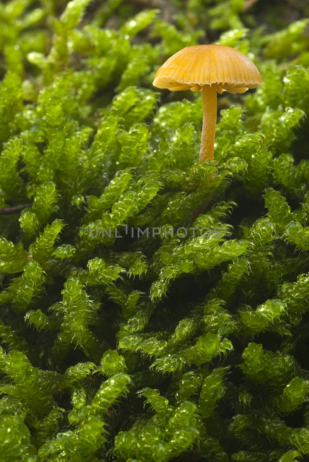 Small mushroom among the moss by jalonsohu@gmail.com