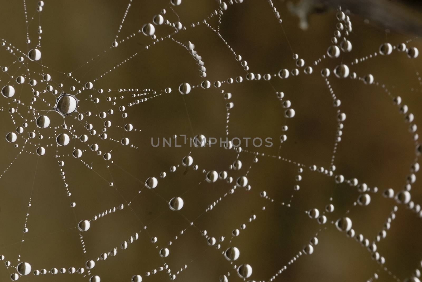 Spider web with water drops, dew