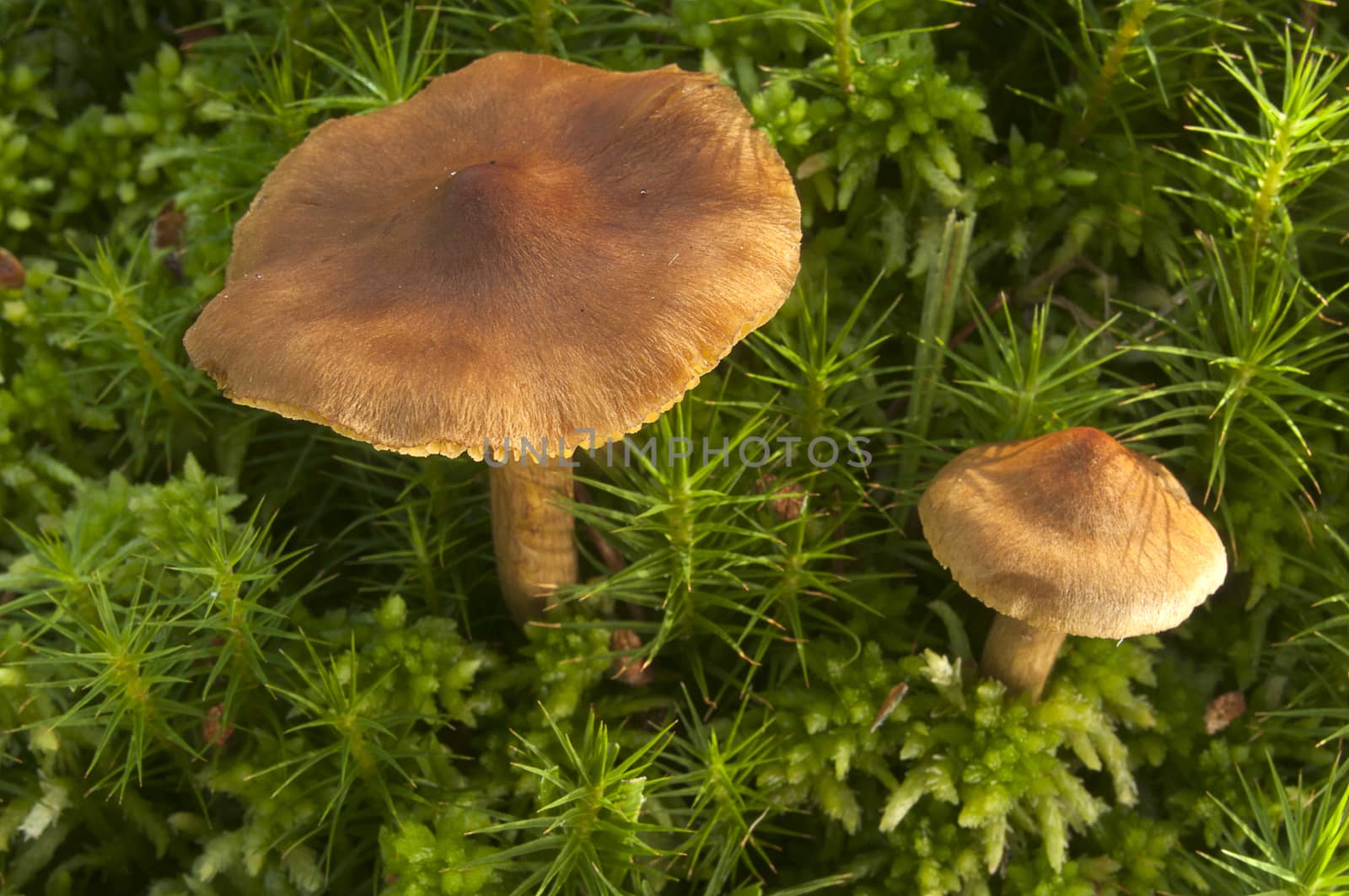 Small mushroom among the moss by jalonsohu@gmail.com