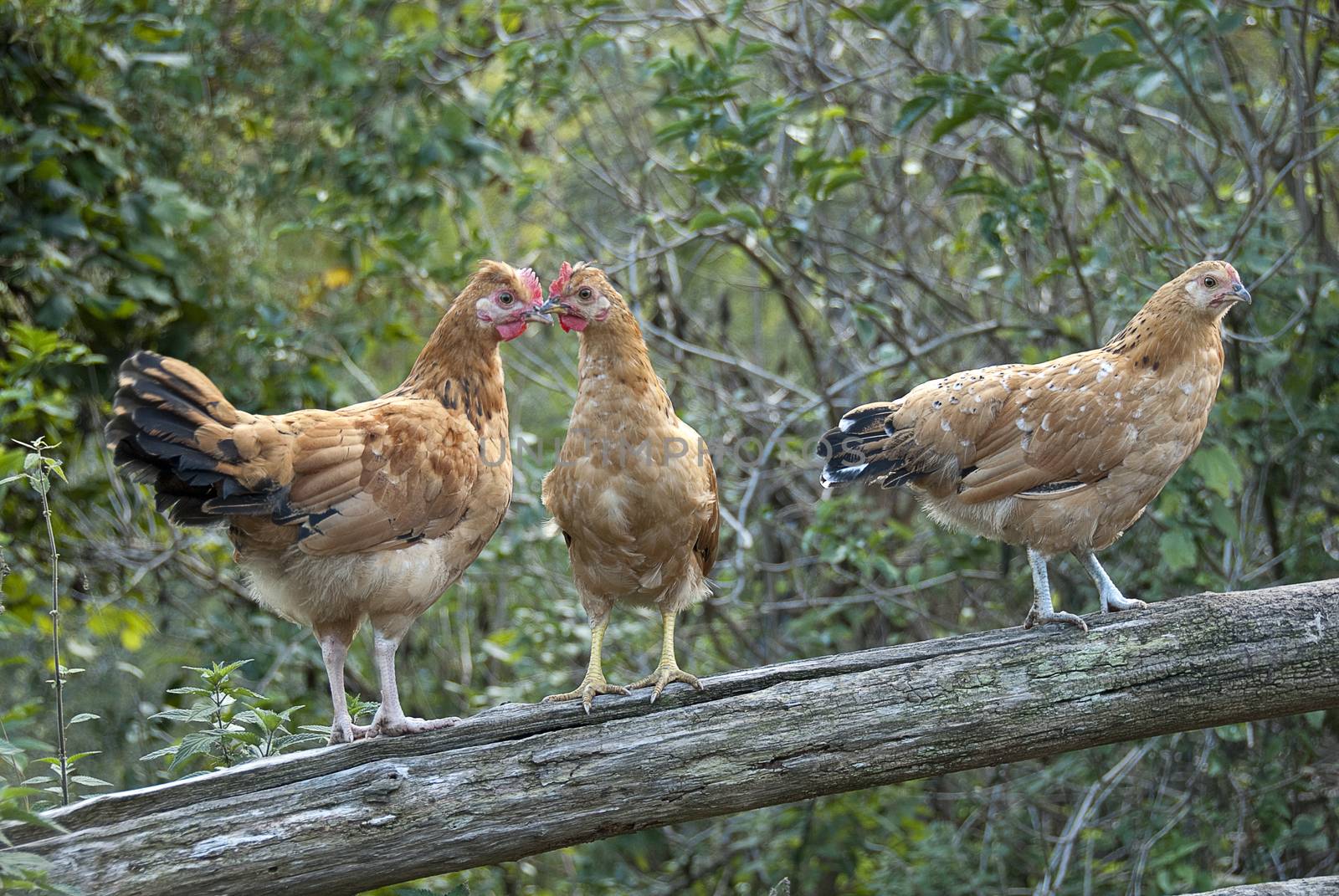 Three Hens raised to a trunk