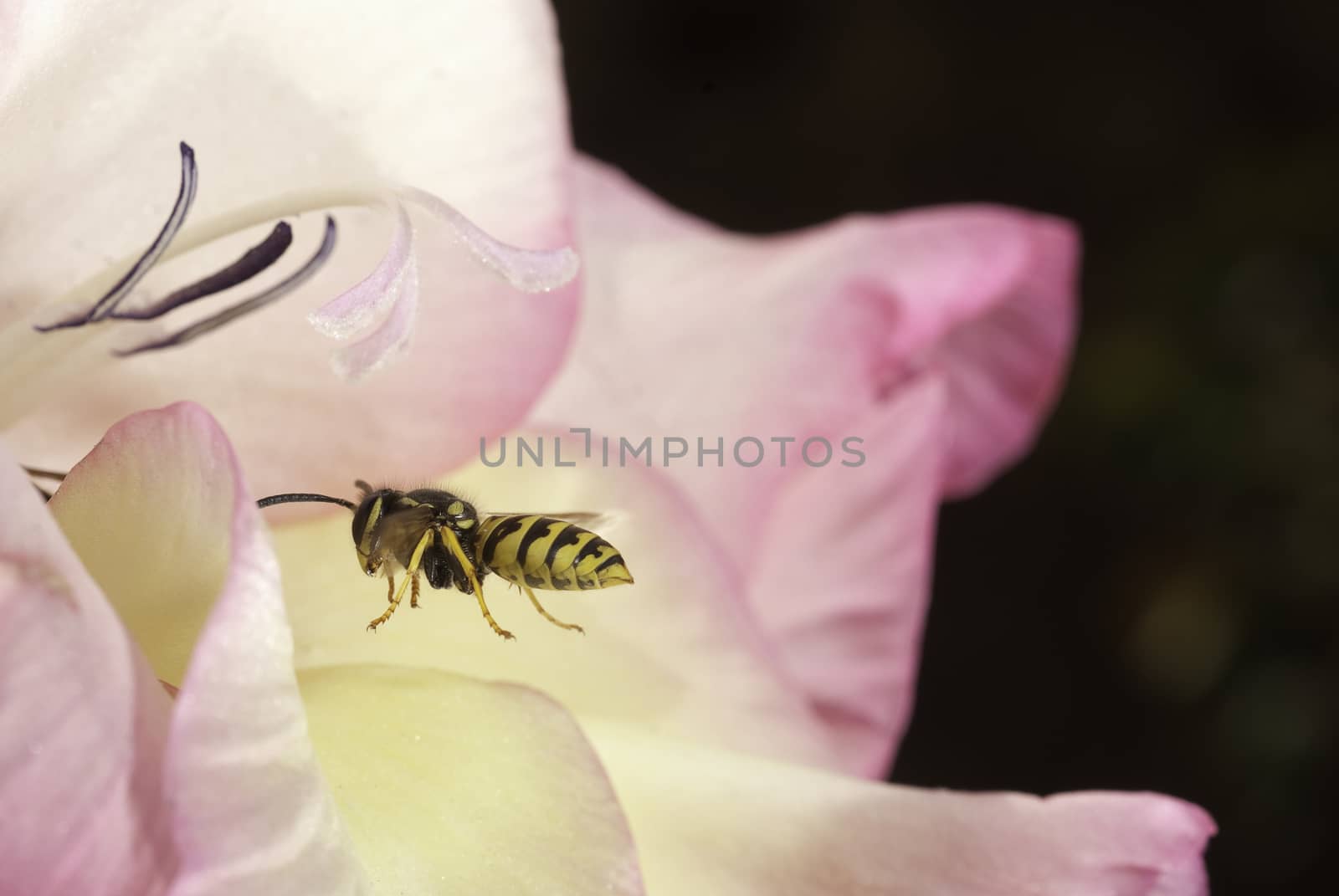 wasp flying looking for food, Vespula vulgaris