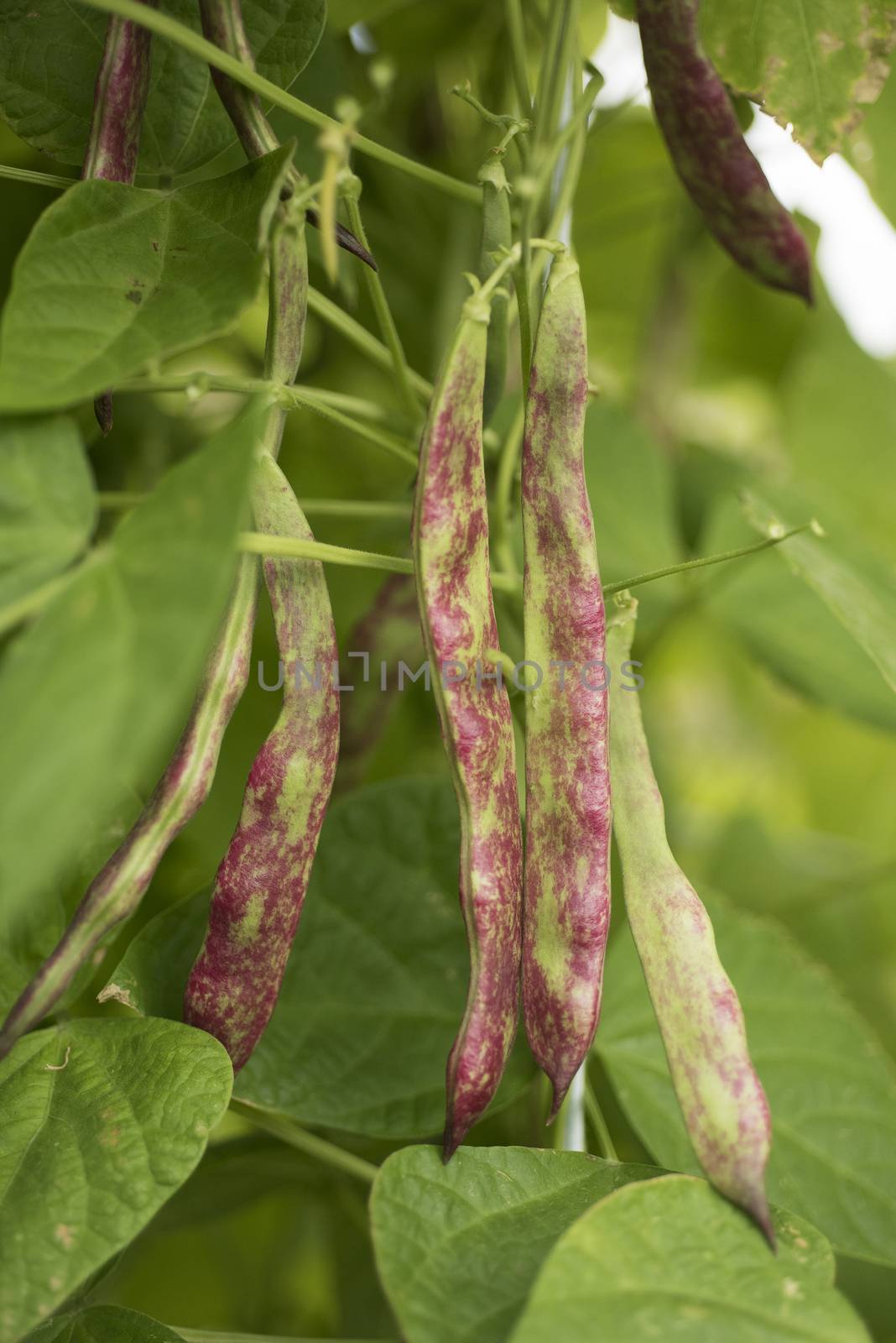 bean pod in the garden, to collect by jalonsohu@gmail.com