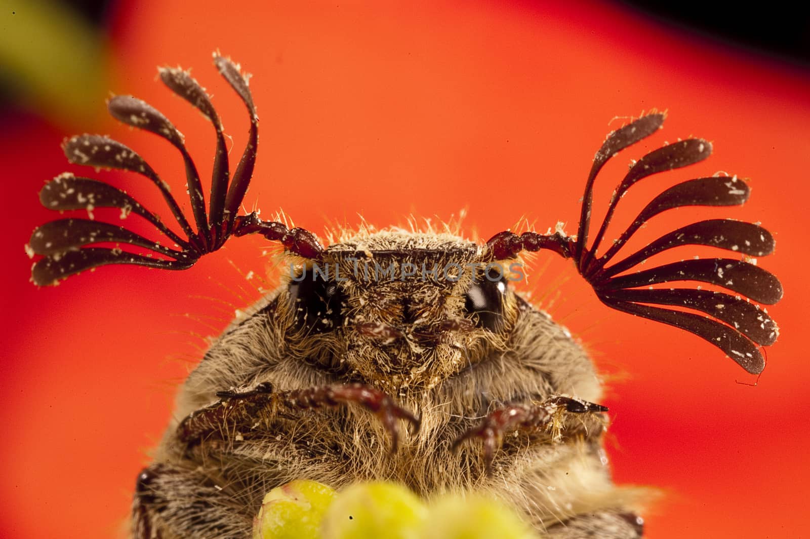 beetle sanjuanero portrait, Melolontha melolontha, Beetles, Coleoptera