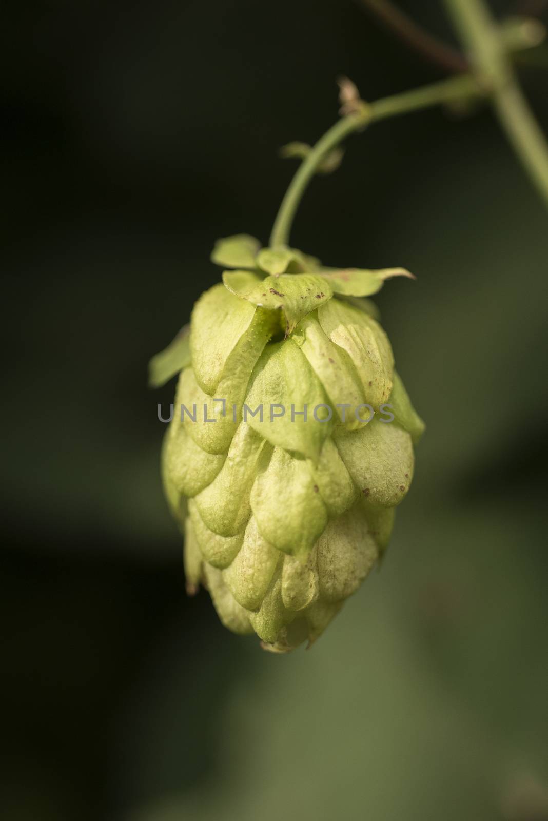 Cones of common hop (Humulus lupulus). anxiety, insomnia and other sleep disorders, restlessness, beer