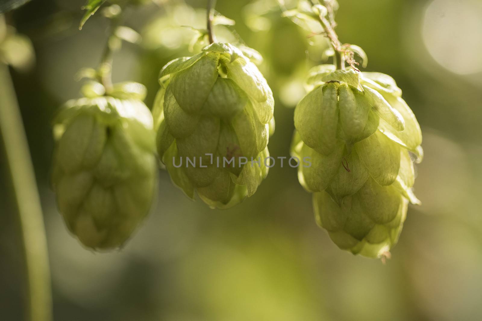 Cones of common hop (Humulus lupulus). anxiety, insomnia and oth by jalonsohu@gmail.com