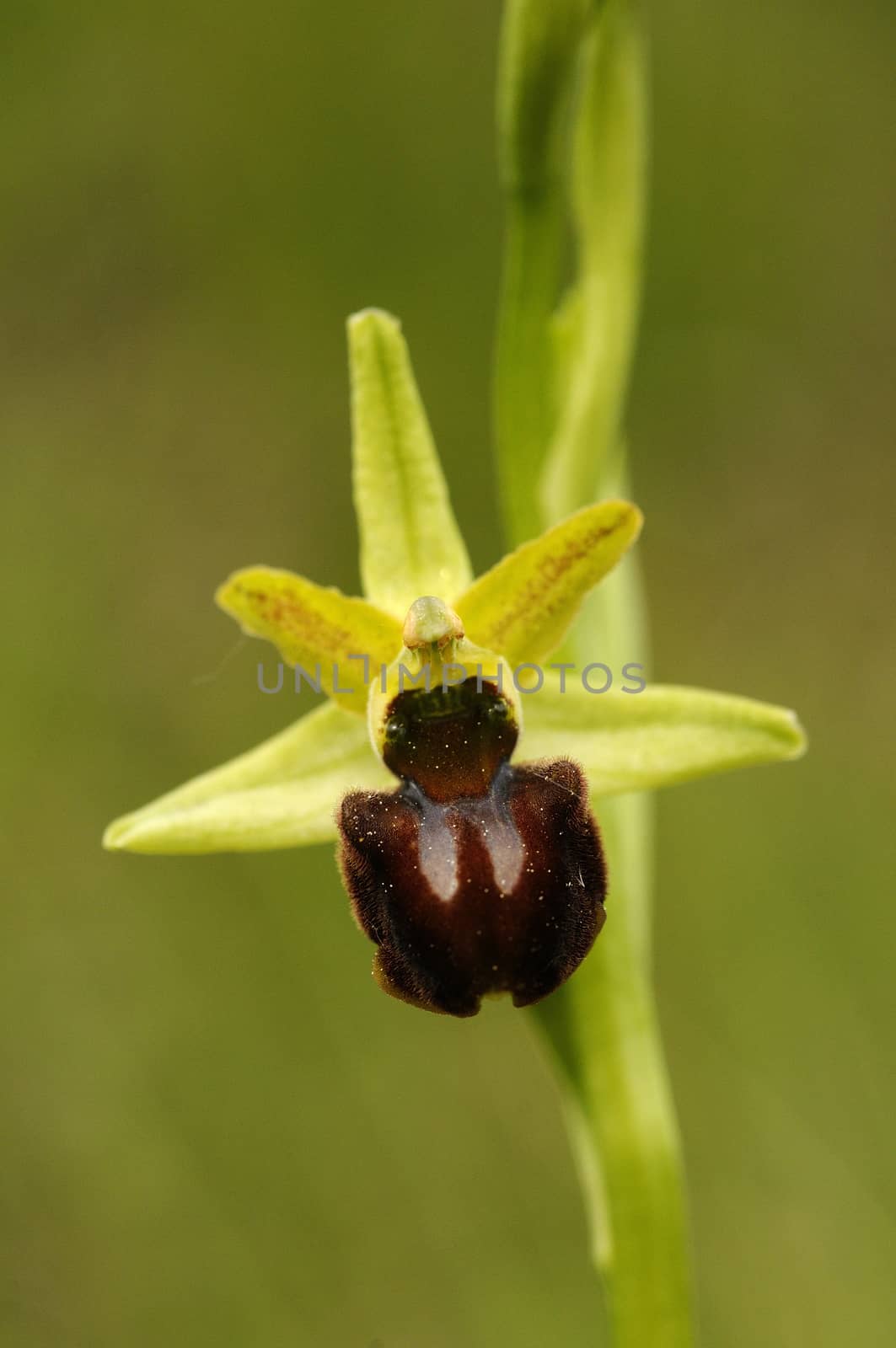 Early Spider Orchid - Ophrys sphegodes, detail of flowers by jalonsohu@gmail.com