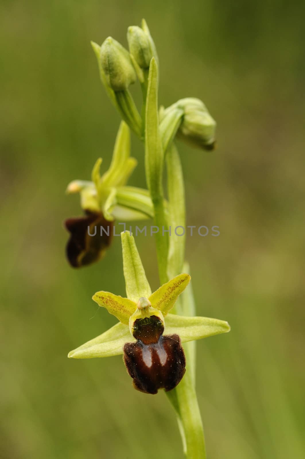 Early Spider Orchid - Ophrys sphegodes, detail of flowers by jalonsohu@gmail.com