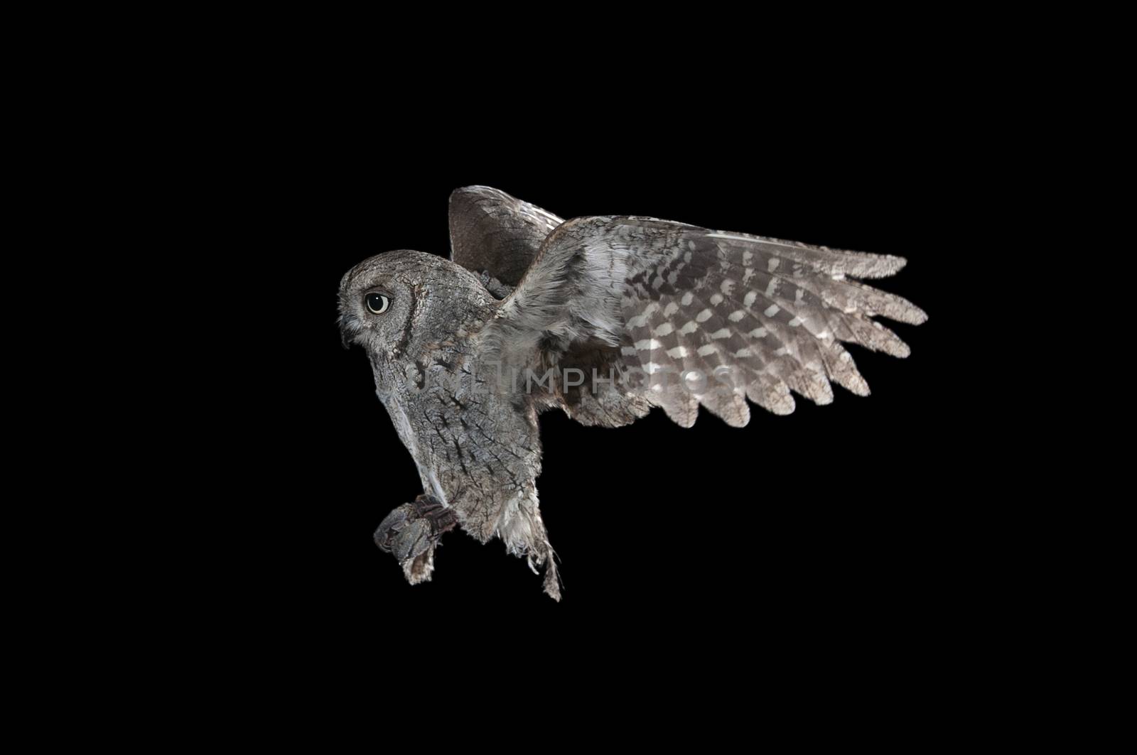 Eurasian scops owl (Otus scops), flying, high speed photography, by jalonsohu@gmail.com