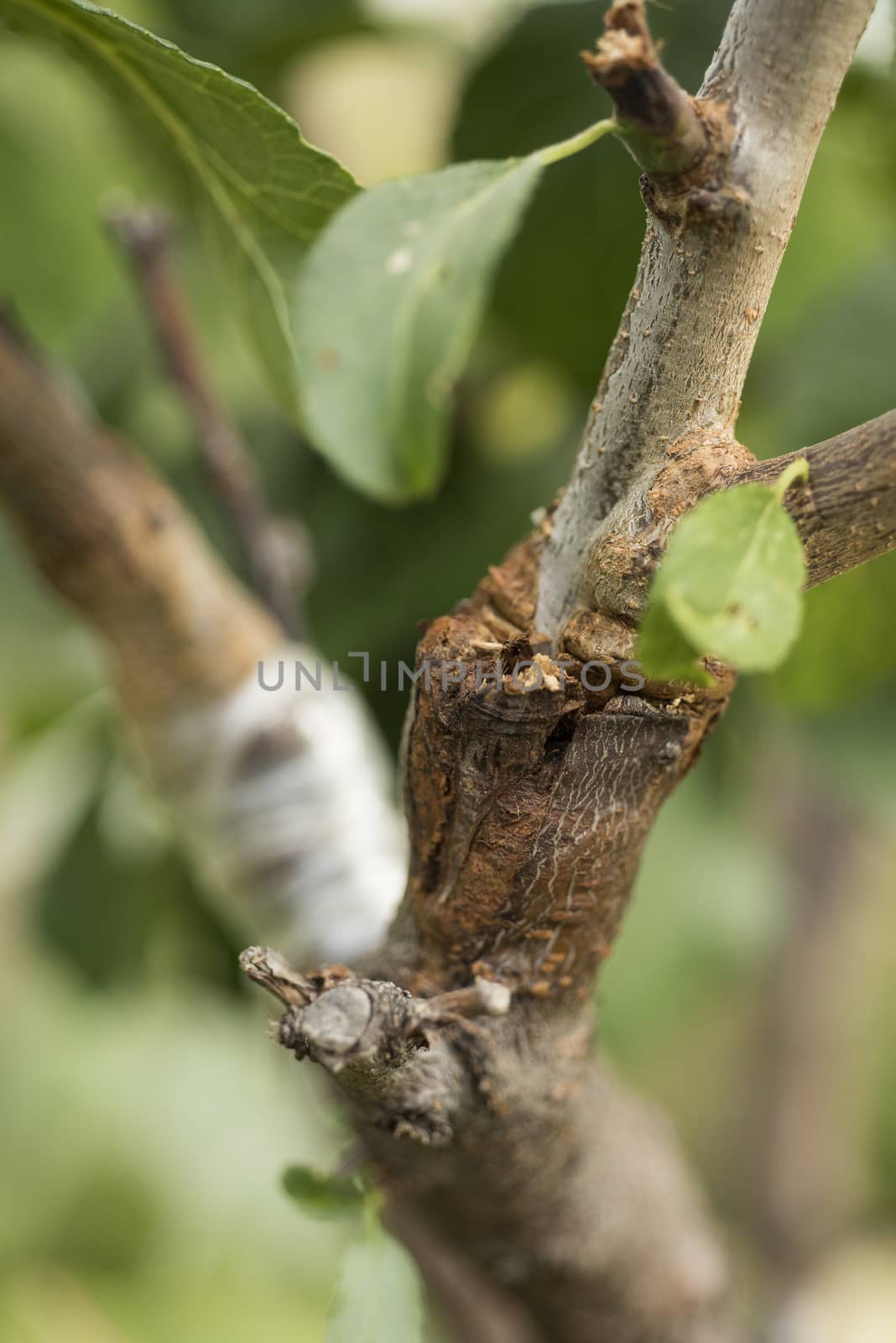 Grafting of fruit trees. Plum on almond tree, works in the garde by jalonsohu@gmail.com