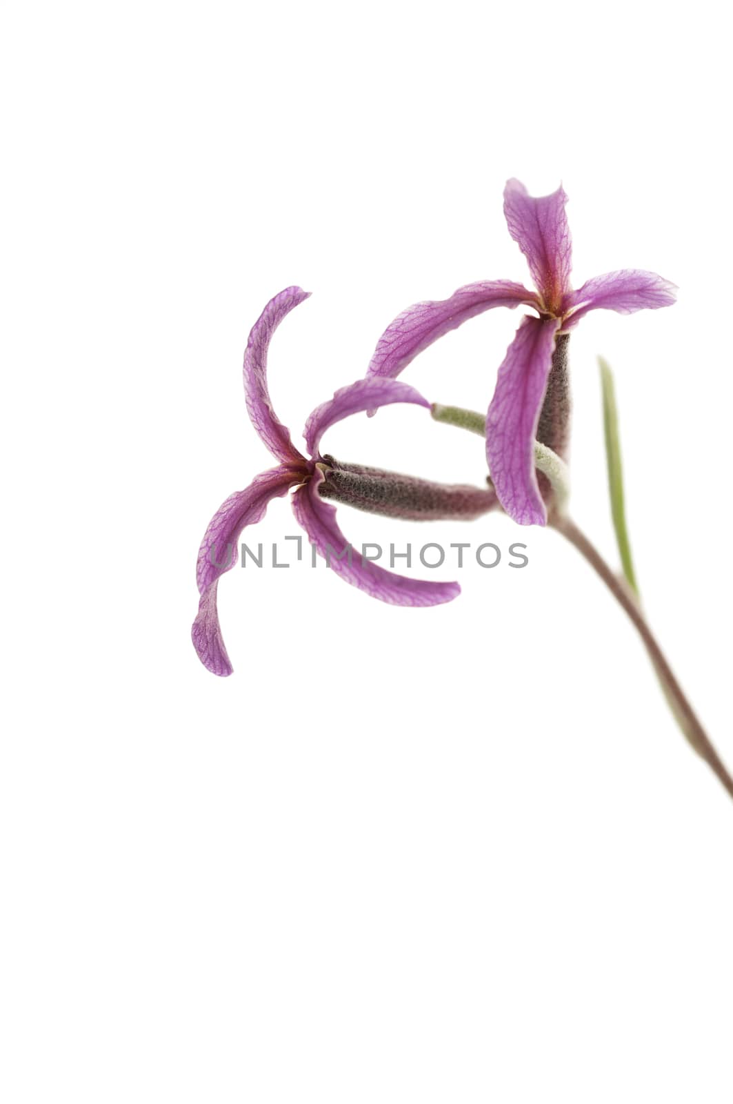 Matthiola fruticulosa, flower with white background