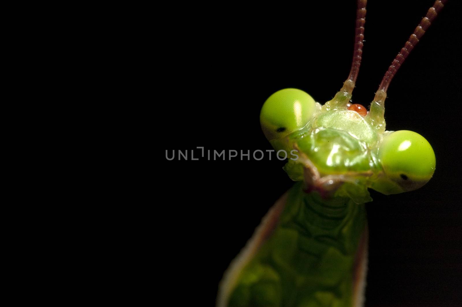 Mantidae, insect, portrait on black background