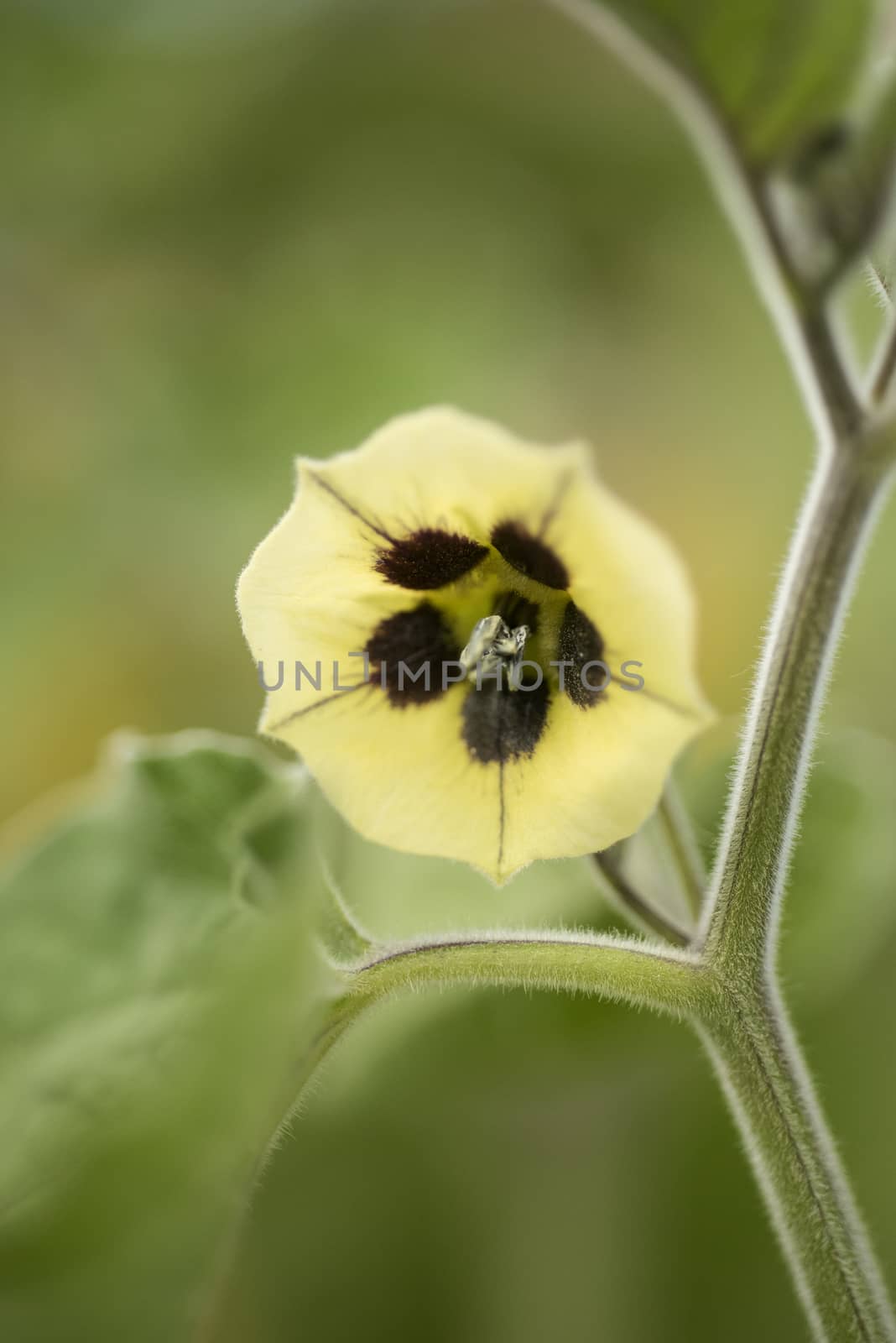 Physalis peruviana, Golden berry, Flower by jalonsohu@gmail.com