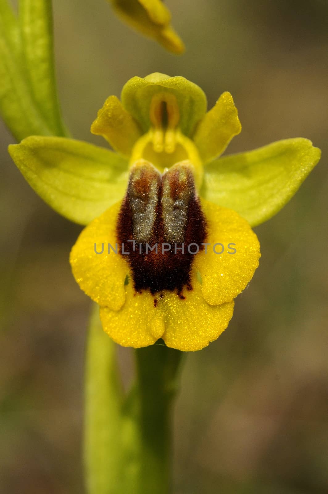 Wild orchid called Yellow Ophrys (Ophrys lutea)