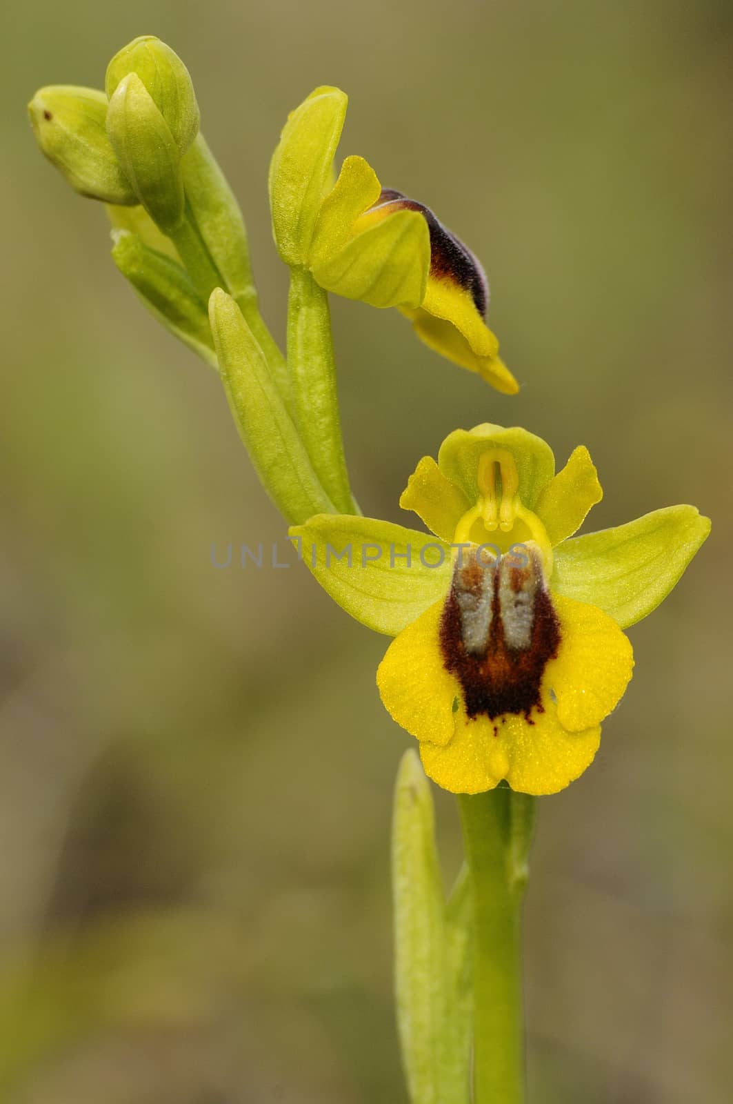 Wild orchid called Yellow Ophrys (Ophrys lutea)  by jalonsohu@gmail.com