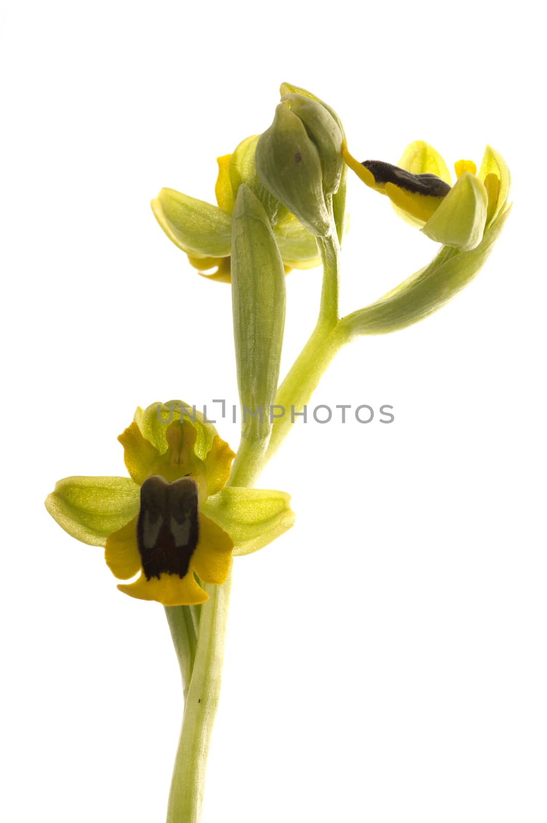 Wild orchid called Yellow Ophrys (Ophrys lutea), white background