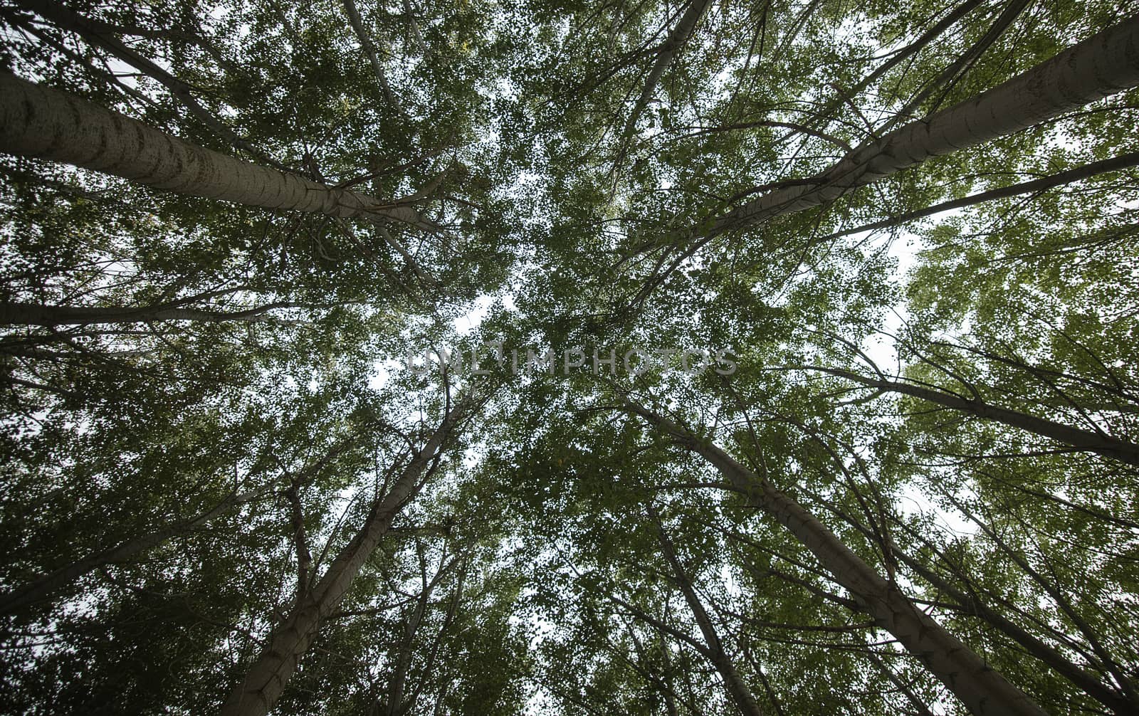 trees with wide angle, Populus, forest plantation