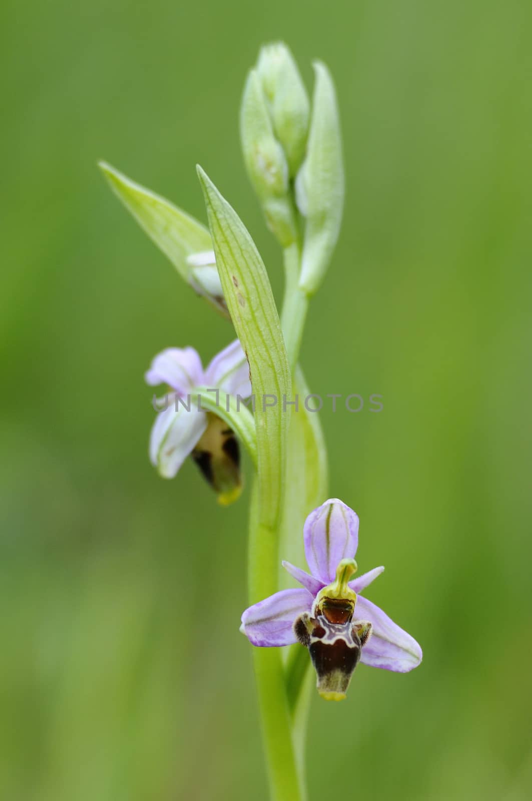 Wild orchid from southern Western Europe, Bee orchids, Ophrys  scolopax