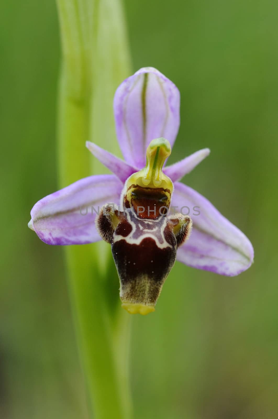 Wild orchid from southern Western Europe, Bee orchids, Ophrys  s by jalonsohu@gmail.com