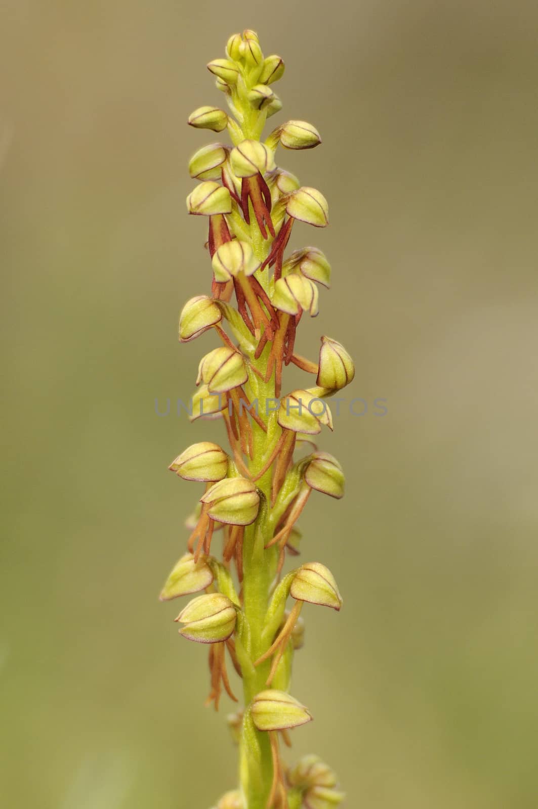 Wild orchid from southern Western Europe, Orchis anthropophora, Man Orchid (formerly Aceras anthropophorum)