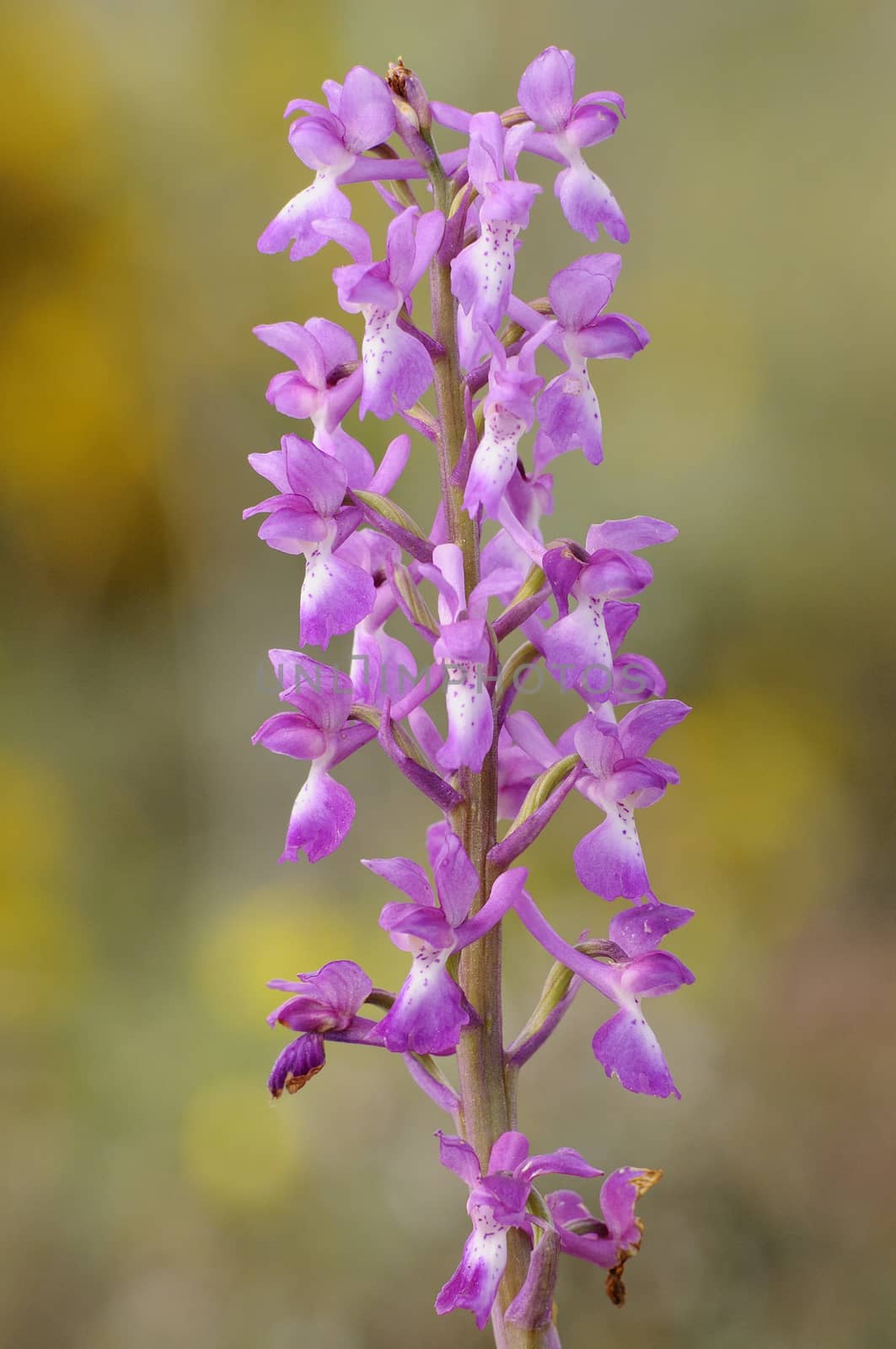 Wild orchid from southern Western Europe, Purple Orchid (Orchis  by jalonsohu@gmail.com