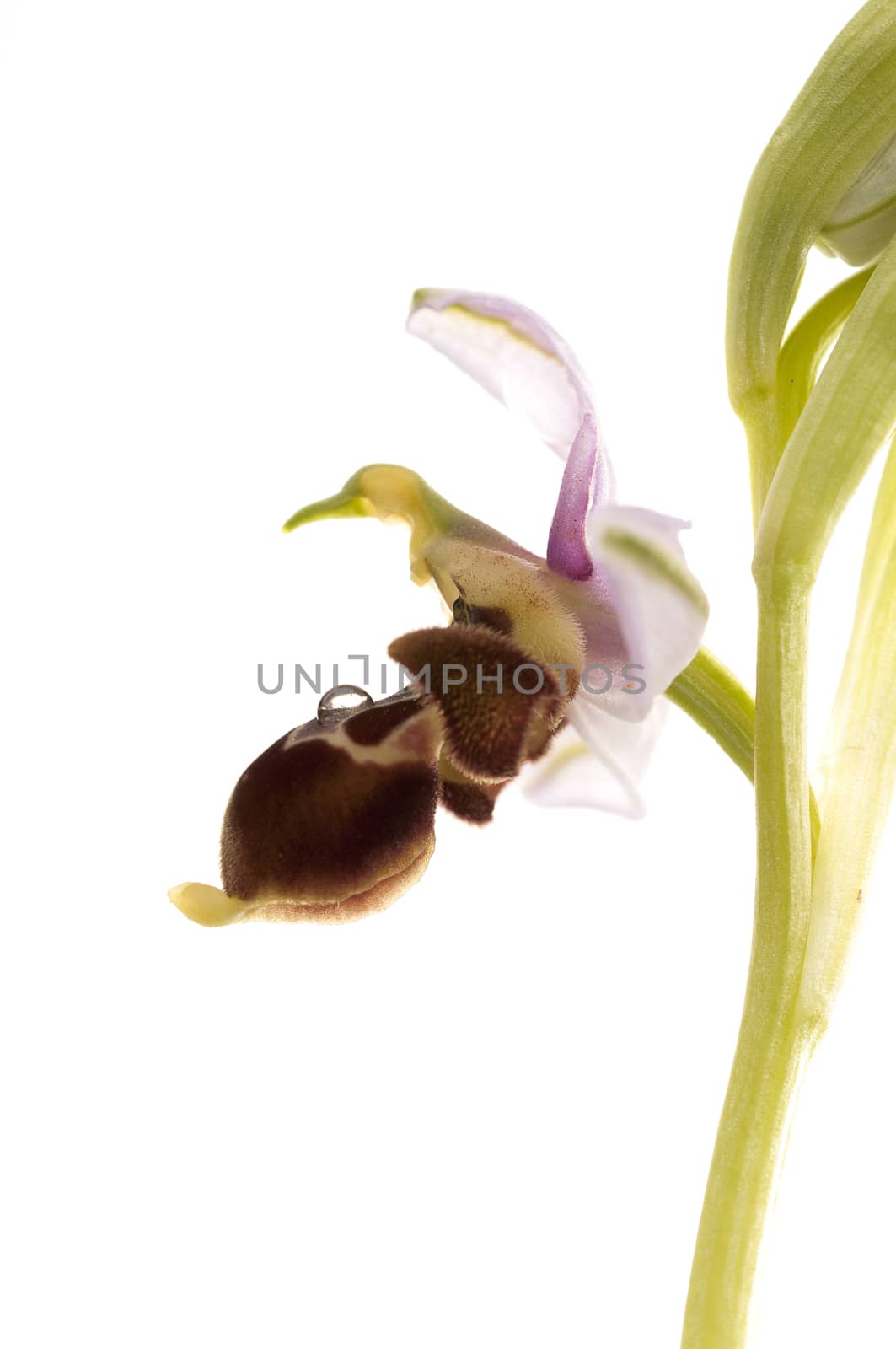 Wild orchid from southern Western Europe, Bee orchids, Ophrys sc by jalonsohu@gmail.com