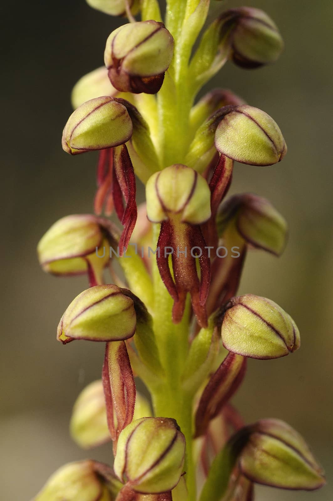 Wild orchid from southern Western Europe, Orchis anthropophora,  by jalonsohu@gmail.com