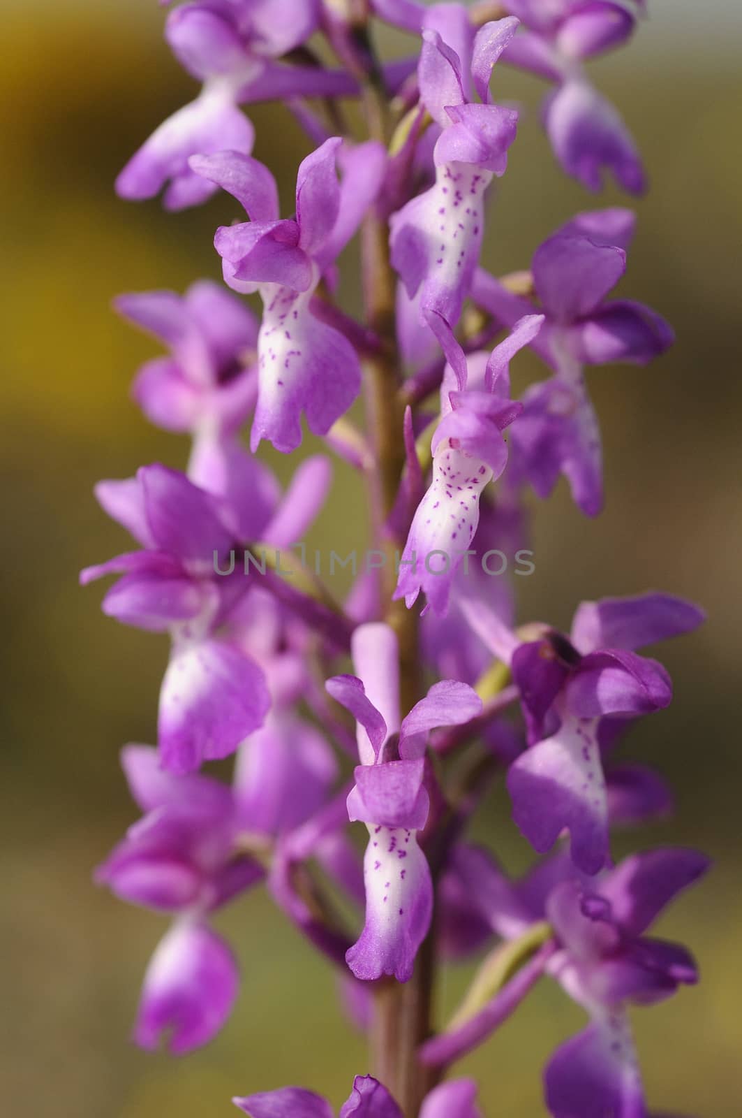 Wild orchid from southern Western Europe, Purple Orchid (Orchis mascula)