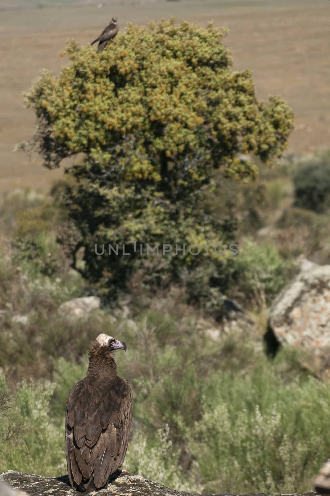 Cinereous (Eurasian Black) Vulture (Aegypius monachus) and Black Kite, Milvus migrans
