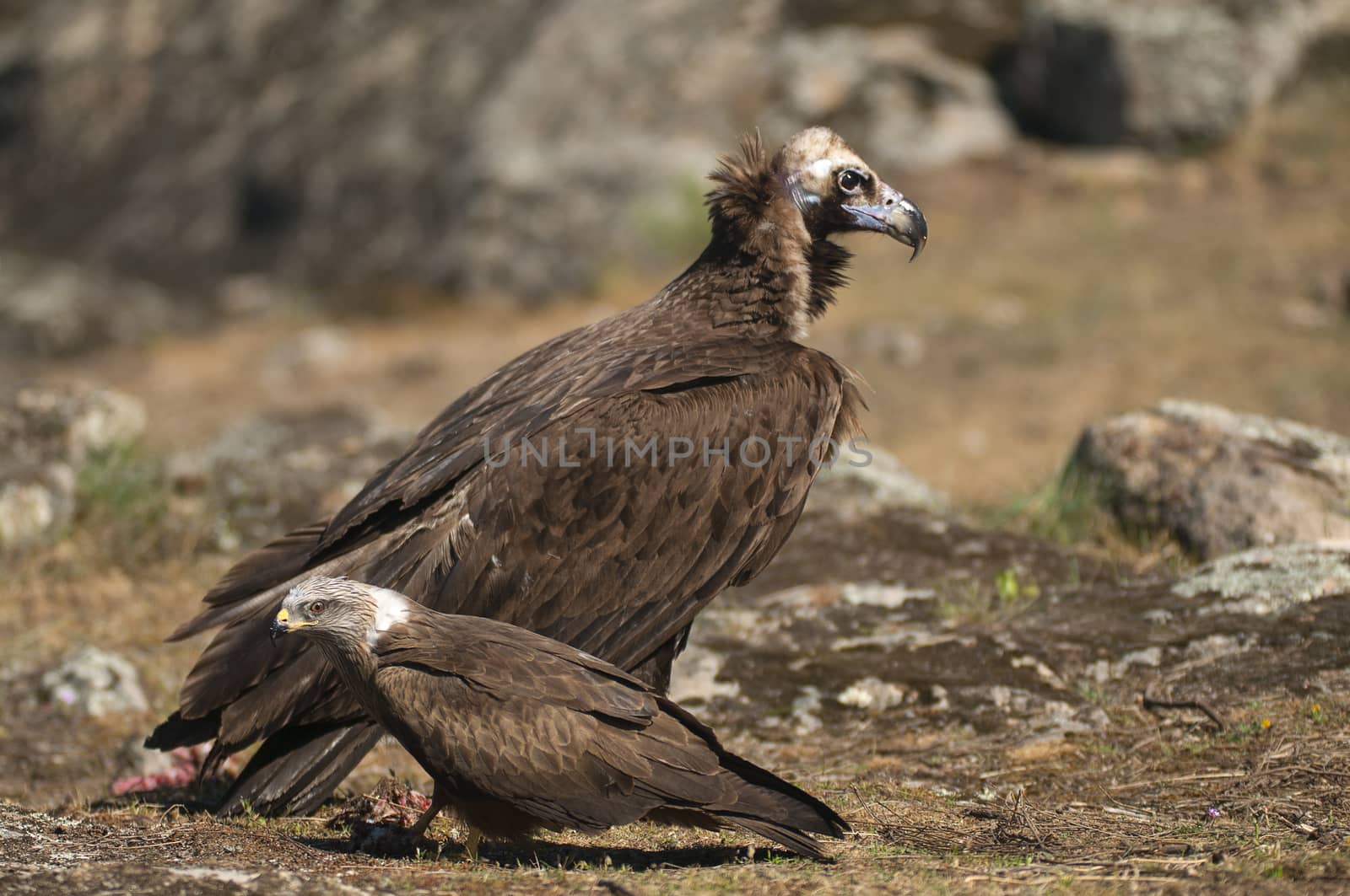 Cinereous (Eurasian Black) Vulture (Aegypius monachus) and Red Kite, Milvus milvus