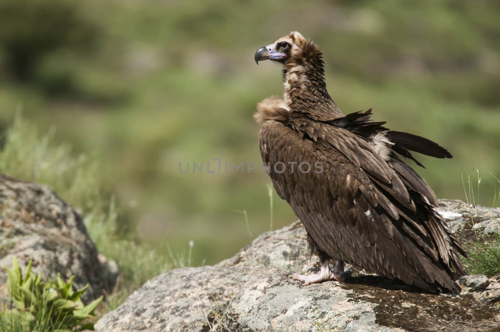 Cinereous (Eurasian Black) Vulture (Aegypius monachus), Full Length Portrait