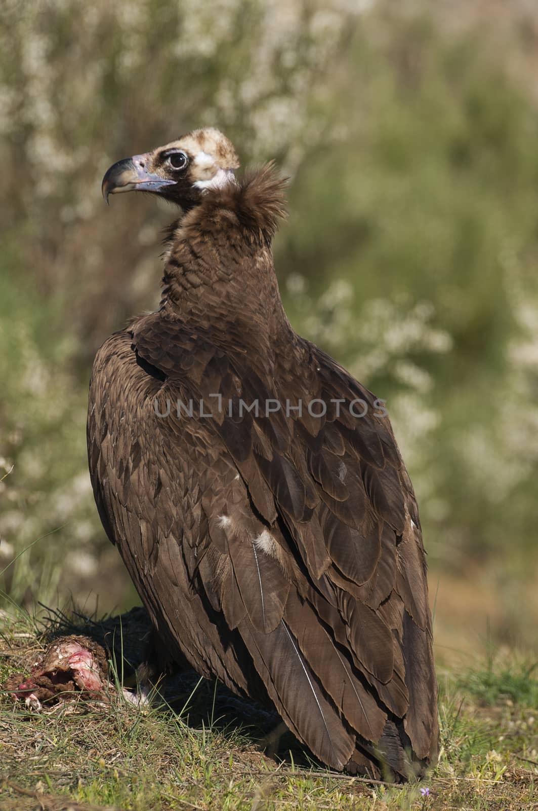 Cinereous (Eurasian Black) Vulture (Aegypius monachus), Full Len by jalonsohu@gmail.com