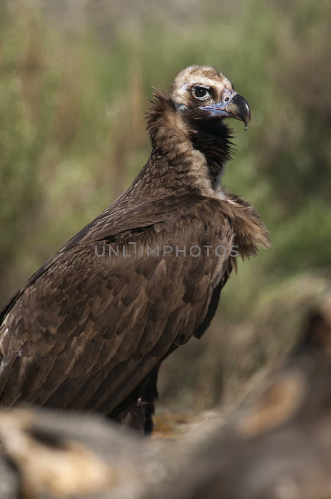 Cinereous (Eurasian Black) Vulture (Aegypius monachus), Full Len by jalonsohu@gmail.com