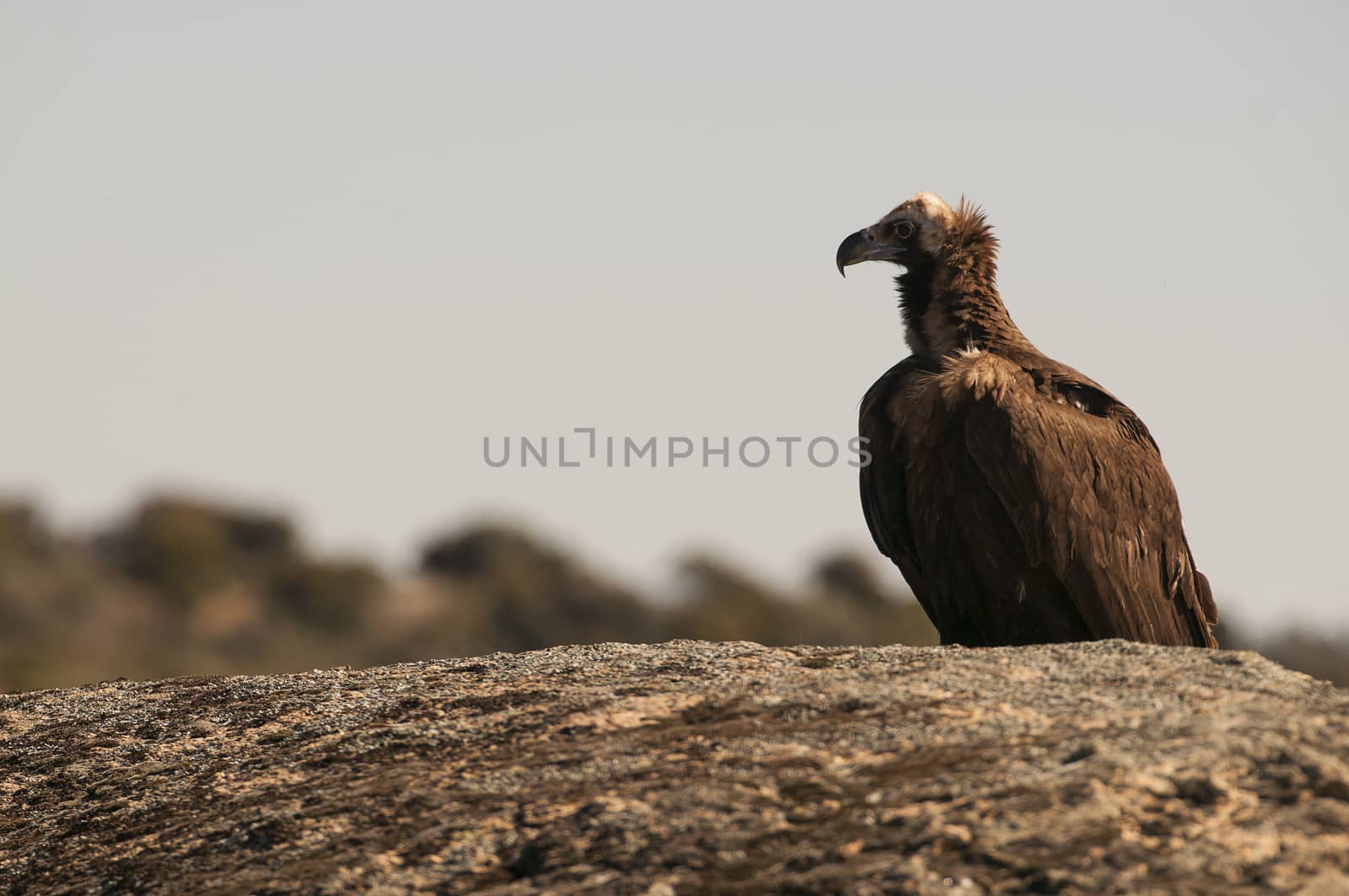 Cinereous (Eurasian Black) Vulture (Aegypius monachus), Full Len by jalonsohu@gmail.com
