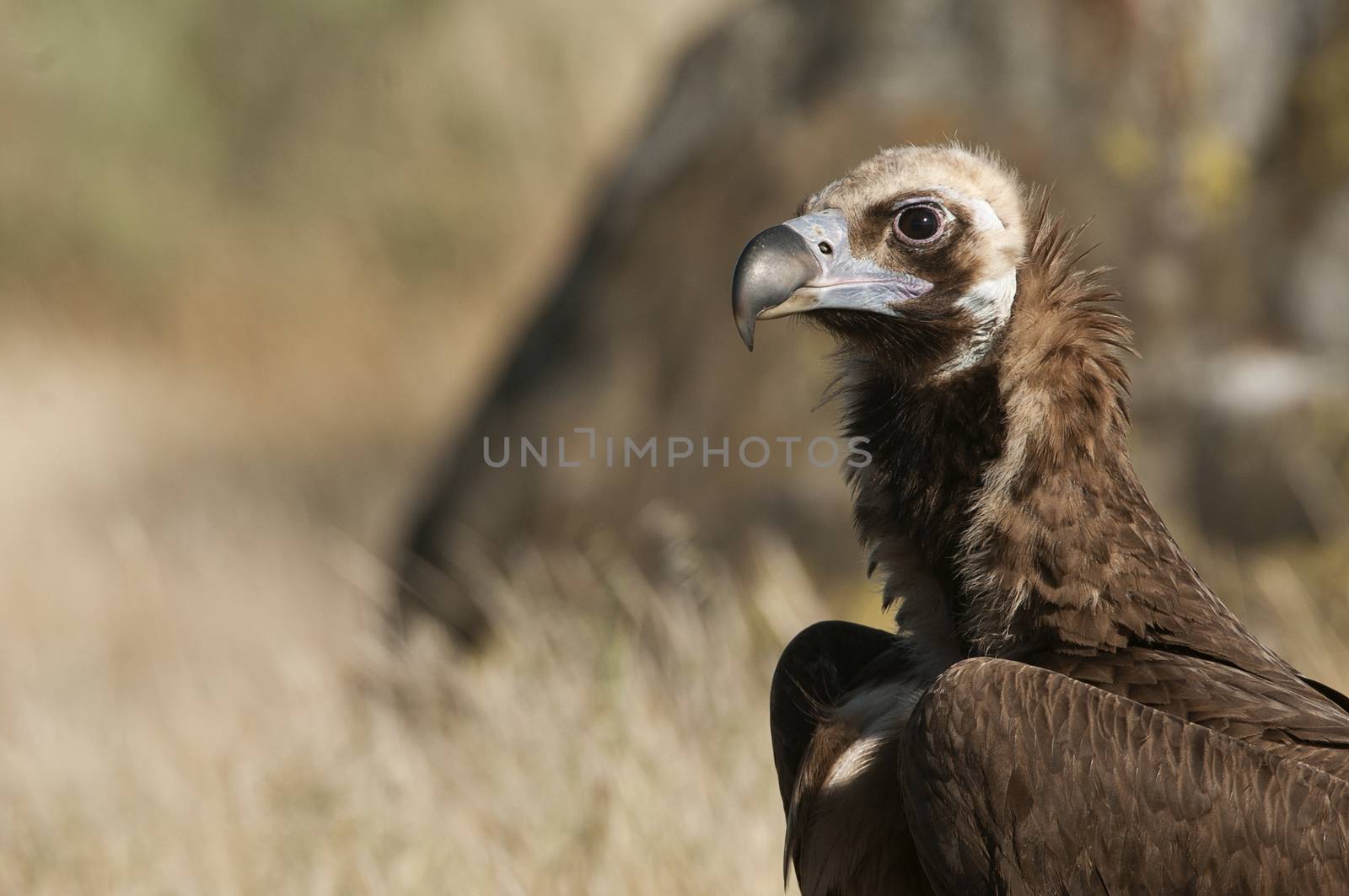 Cinereous (Eurasian Black) Vulture (Aegypius monachus), Head Portrait of Vulture