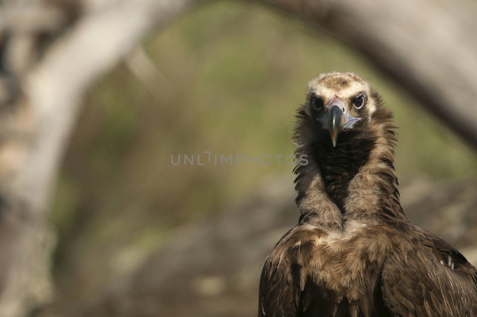 Cinereous (Eurasian Black) Vulture (Aegypius monachus), Head Por by jalonsohu@gmail.com