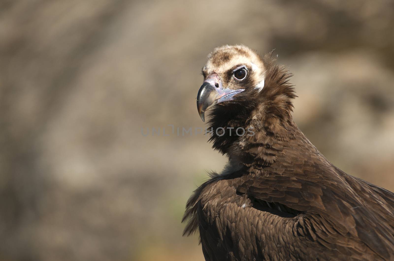 Cinereous (Eurasian Black) Vulture (Aegypius monachus), Head Portrait of Vulture