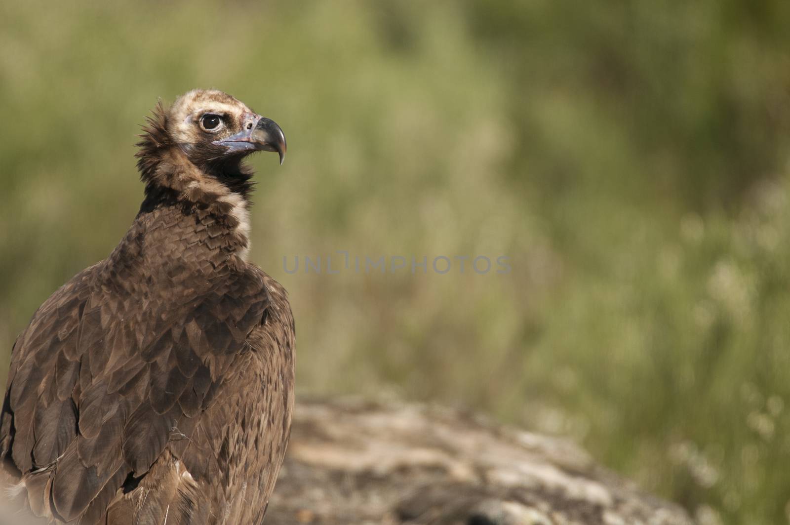 Cinereous (Eurasian Black) Vulture (Aegypius monachus), Head Por by jalonsohu@gmail.com