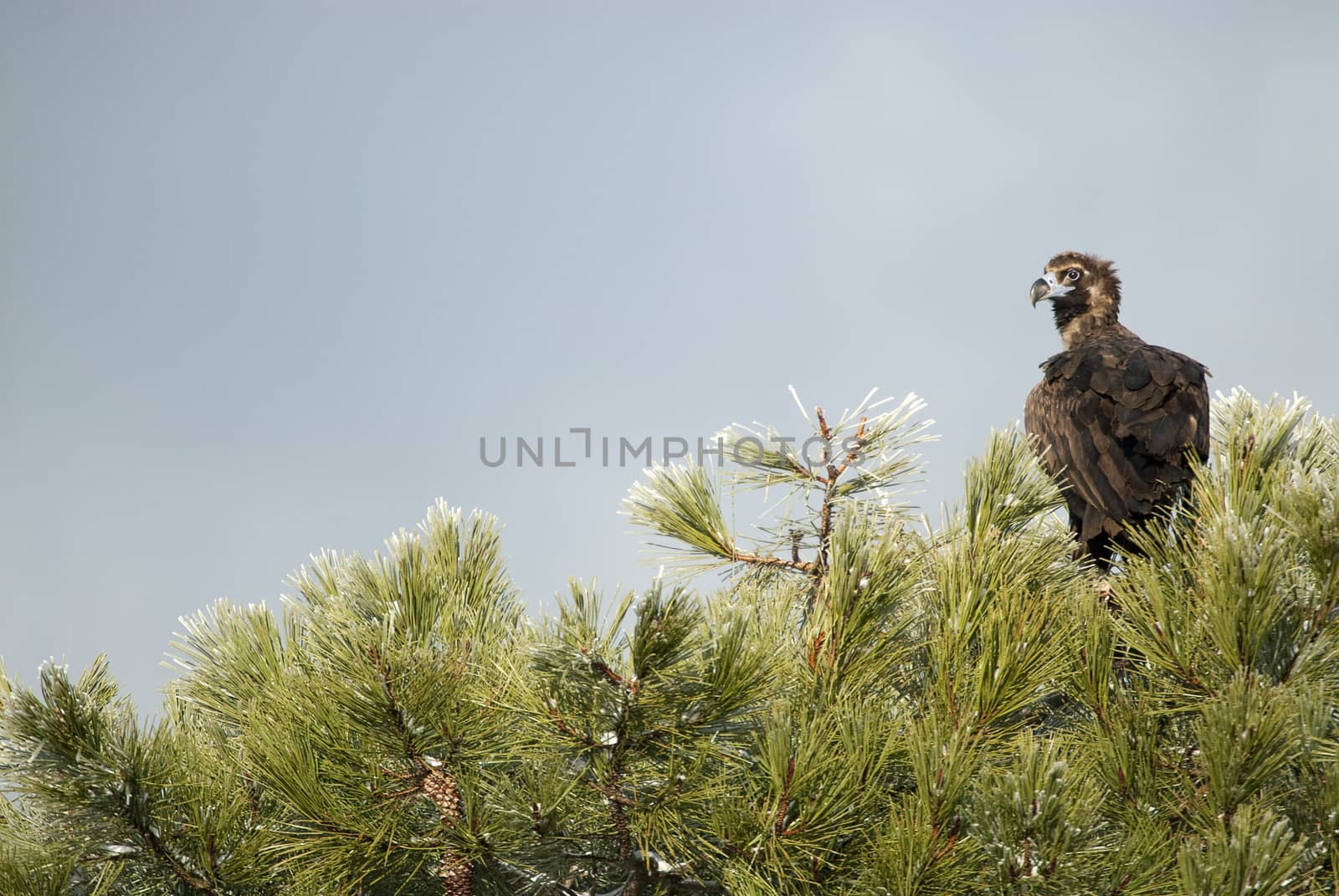 Cinereous (Eurasian Black) Vulture (Aegypius monachus), perched  by jalonsohu@gmail.com