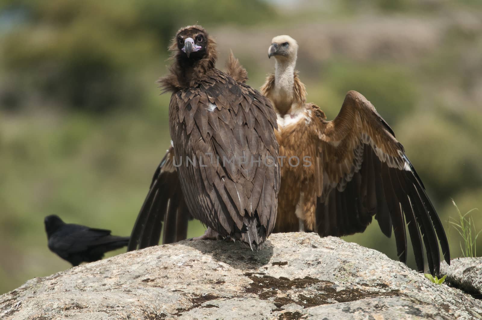 Cinereous Vulture, Aegypius monachus and Griffon Vulture, Gyps fulvus, Common raven, Corvus corax, standing on a rock