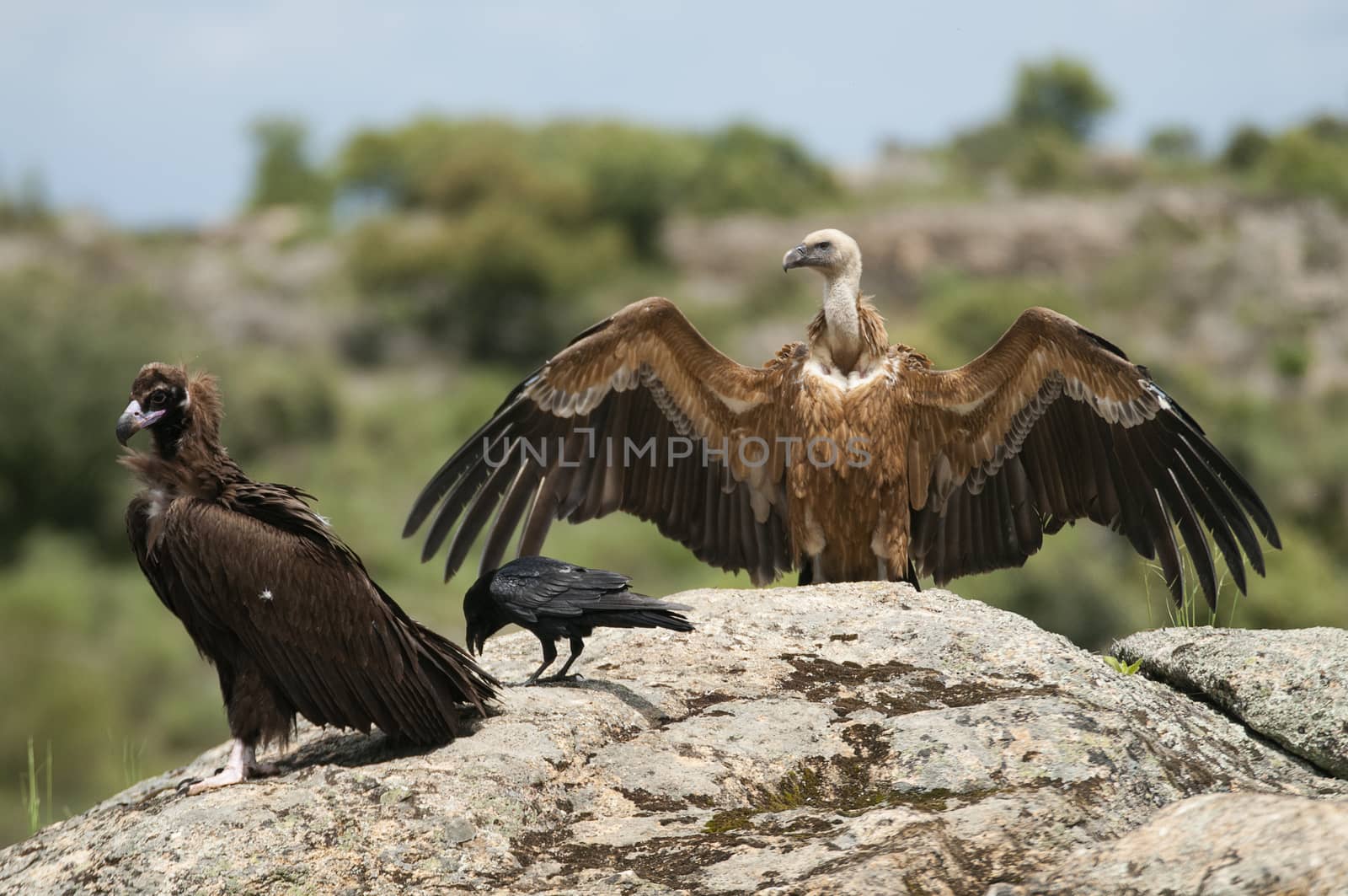Cinereous Vulture, Aegypius monachus and Griffon Vulture, Gyps f by jalonsohu@gmail.com