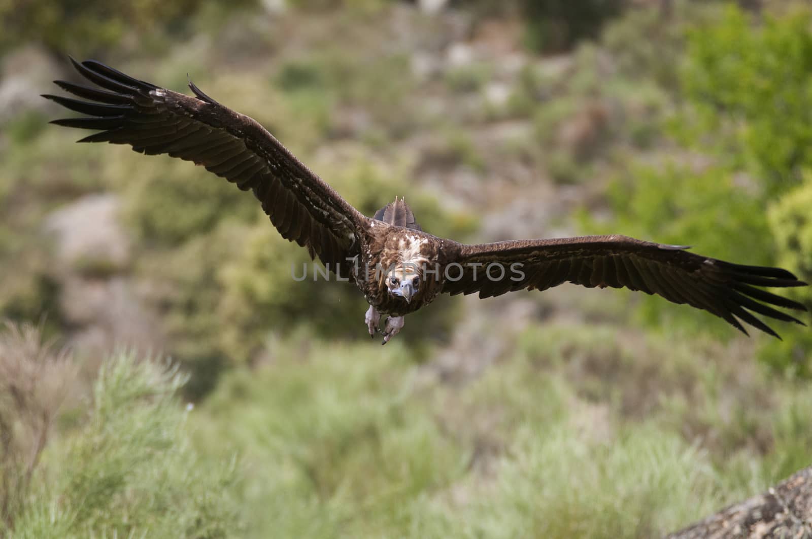 Cinereous Vulture, Aegypius monachus, in flight