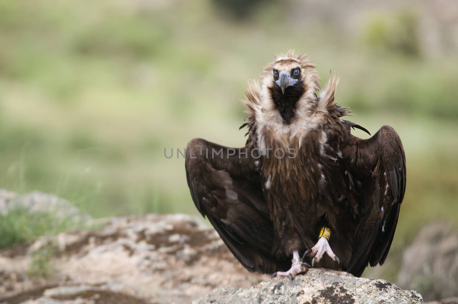 Cinereous Vulture, Aegypius monachus, standing on a rock