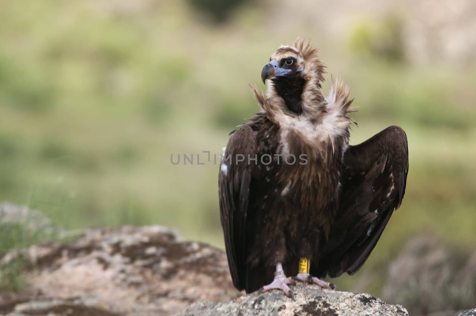 Cinereous Vulture, Aegypius monachus, standing on a rock