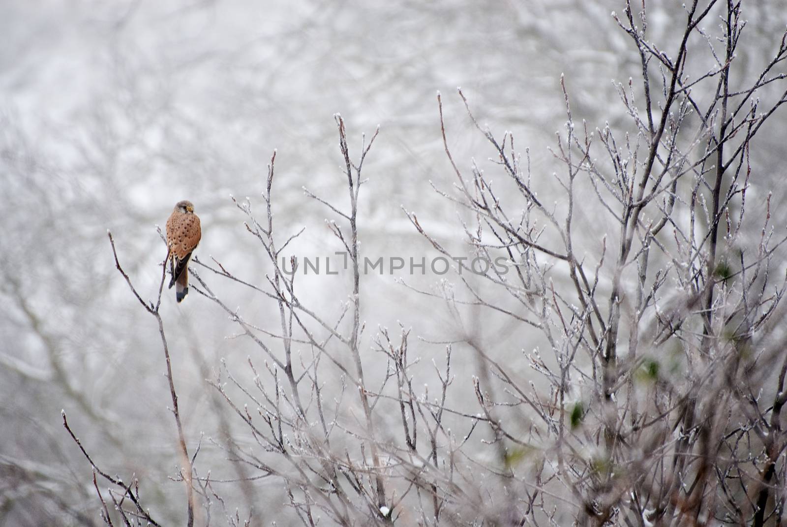 Common kestrel (Falco tinnunculus) in natural habitat by jalonsohu@gmail.com