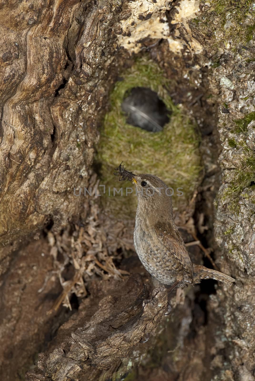 House Wren, Troglodytes troglodytes, at the entrance of its nest