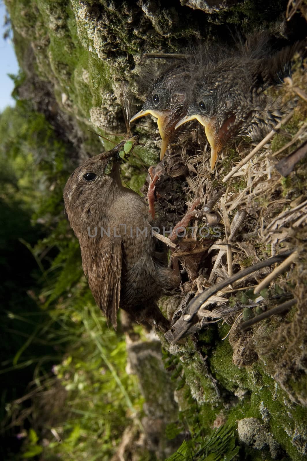 House Wren, Troglodytes troglodytes, at the entrance of their ne by jalonsohu@gmail.com