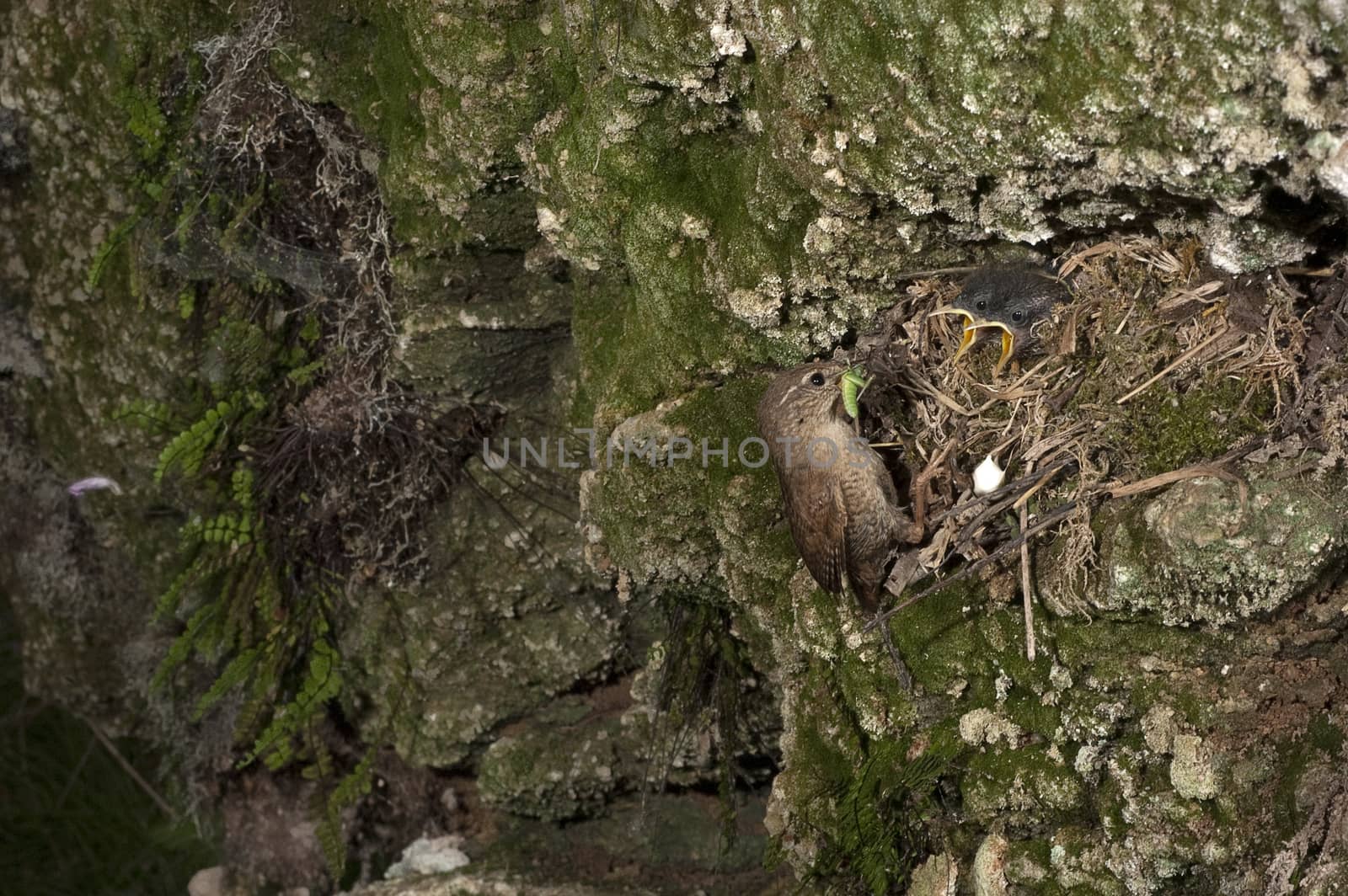 House Wren, Troglodytes troglodytes, at the entrance of their ne by jalonsohu@gmail.com