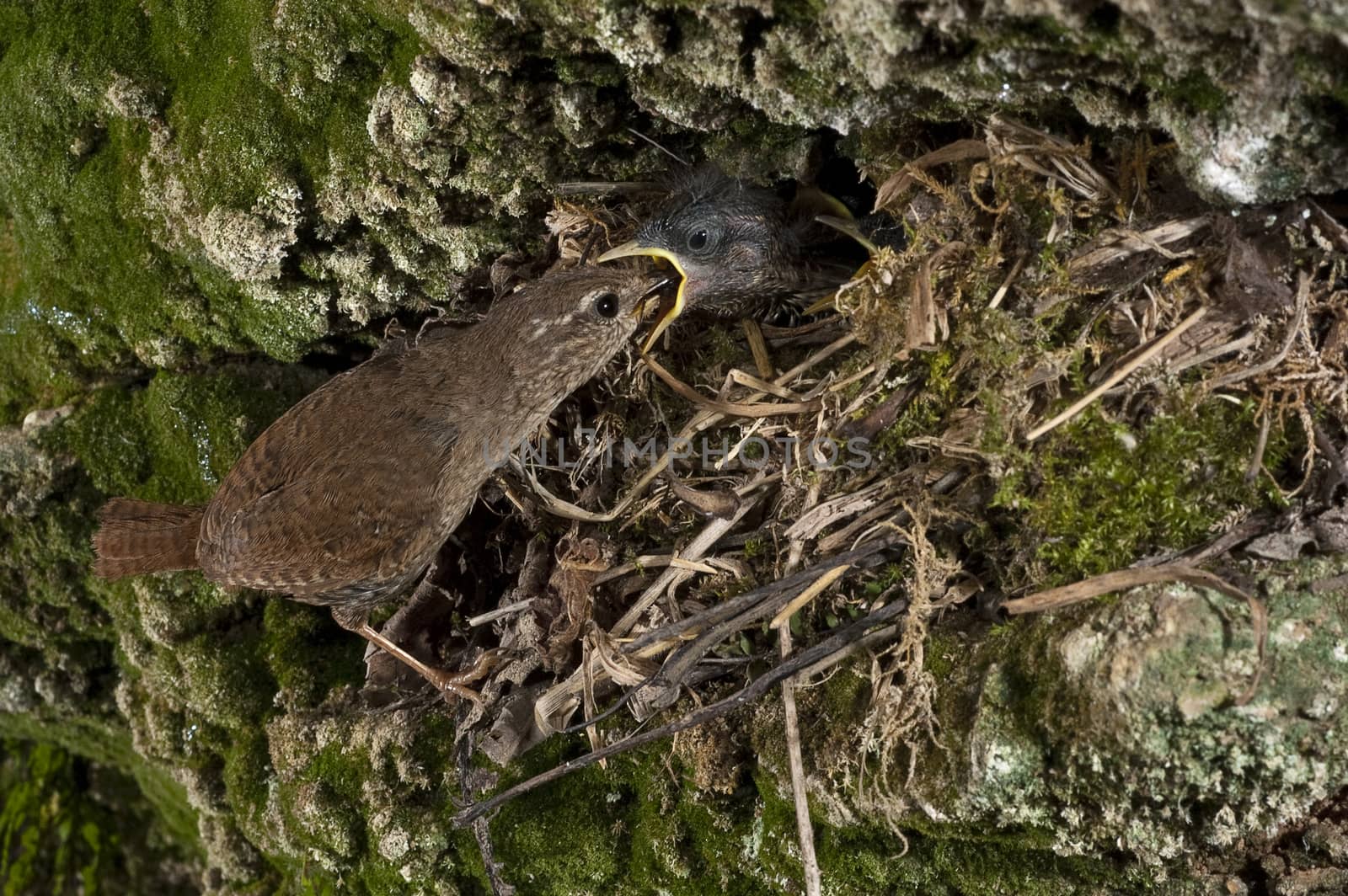 House Wren, Troglodytes troglodytes, at the entrance of their nest with their young